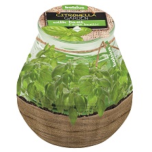 Lumânare BOLSIUS Citronella Patiolight 94 x 91 mm - Busuioc
